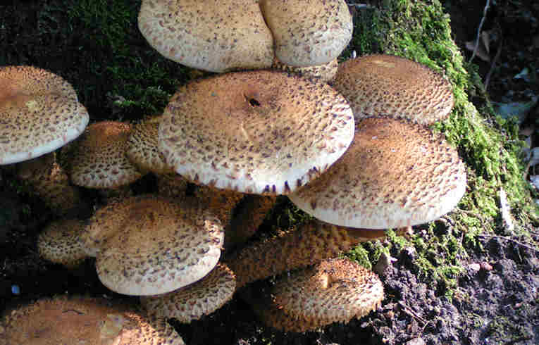 Armillaria mellea
